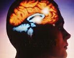 Как мозг связан с телом?